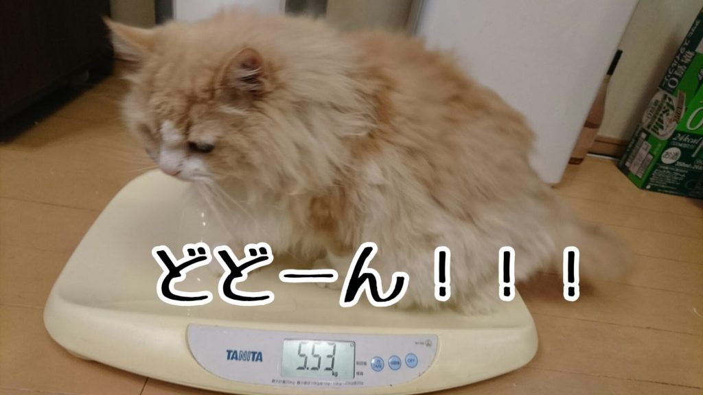 ベビー用の体重計、猫の体重を測るのに、便利です