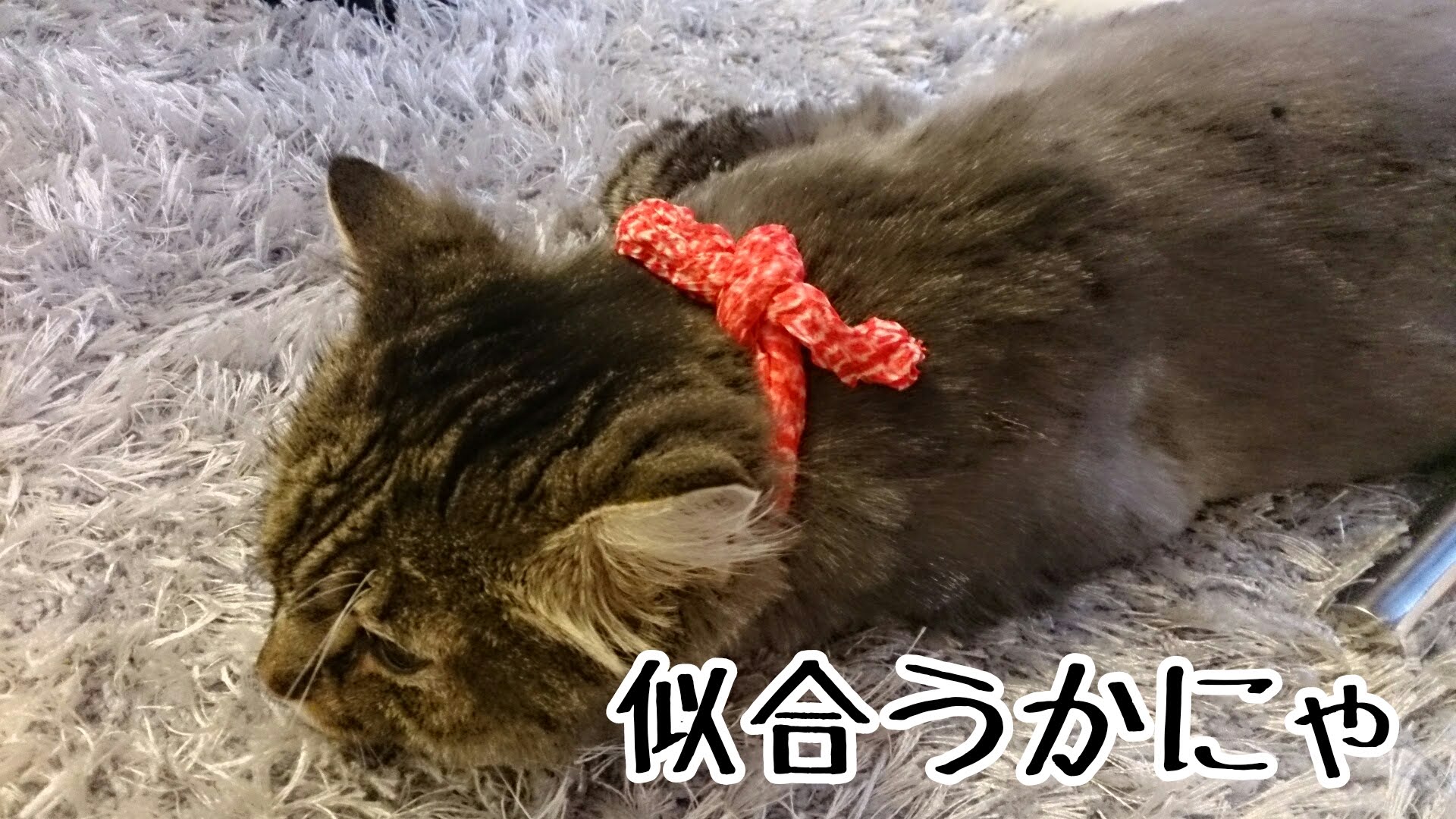 お江戸風、猫の首紐 | 猫専用ペット可賃貸アパート Cat Casa 清瀬(東京