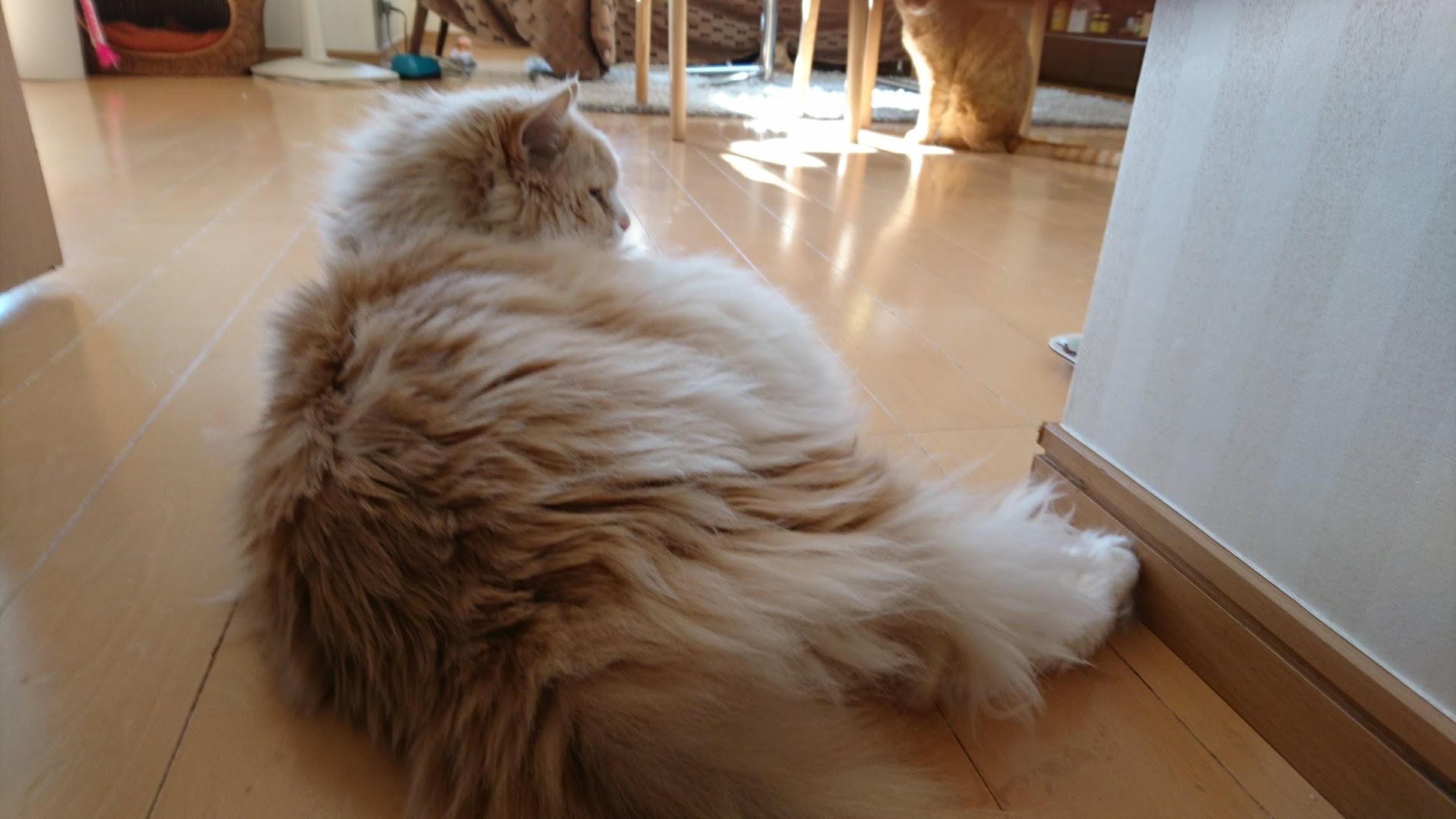 来年何かに進化する!? | 猫専用ペット可賃貸アパート Cat Casa 来年何かに進化する!? | 猫専用ペット可賃貸アパート Cat Casa