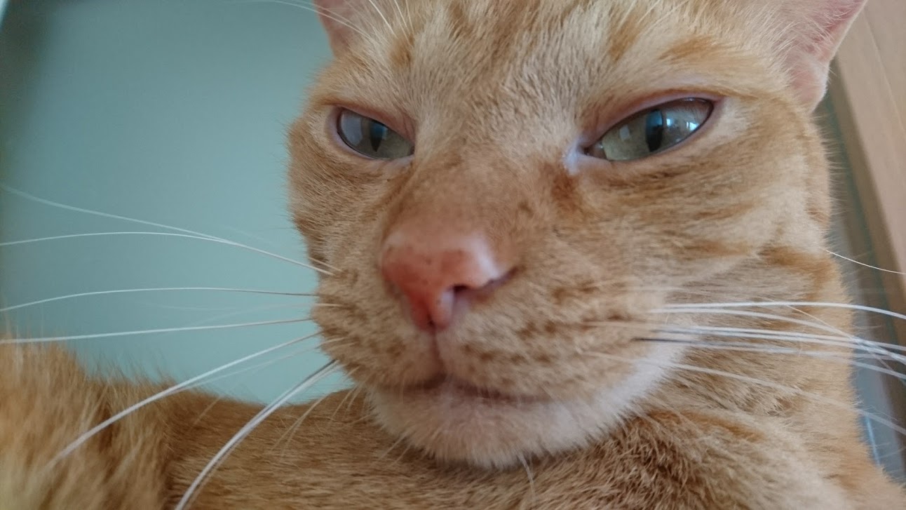 てぃけった、三毛猫疑惑? | 猫専用ペット可賃貸アパート Cat てぃけった、三毛猫疑惑? | 猫専用ペット可賃貸アパート Cat
